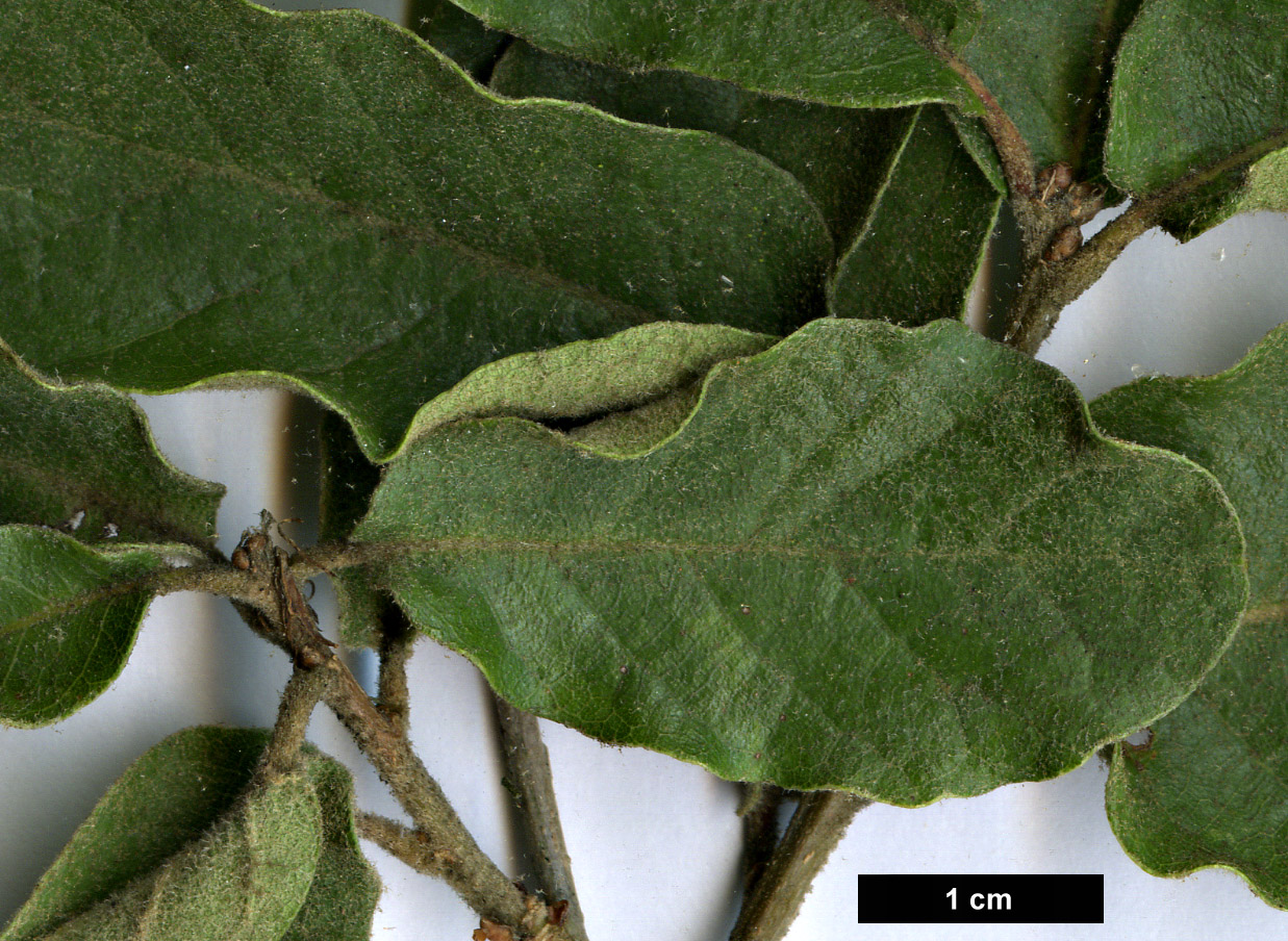 High resolution image: Family: Fagaceae - Genus: Quercus - Taxon: deserticola × Q.laeta